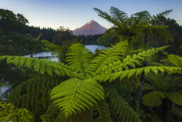 New Zealand 2025 (2 group) (1/84)